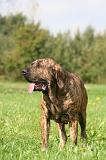 FILA BRASILEIRO 203